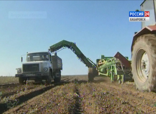 Рекордный урожай картофеля в Амурской области