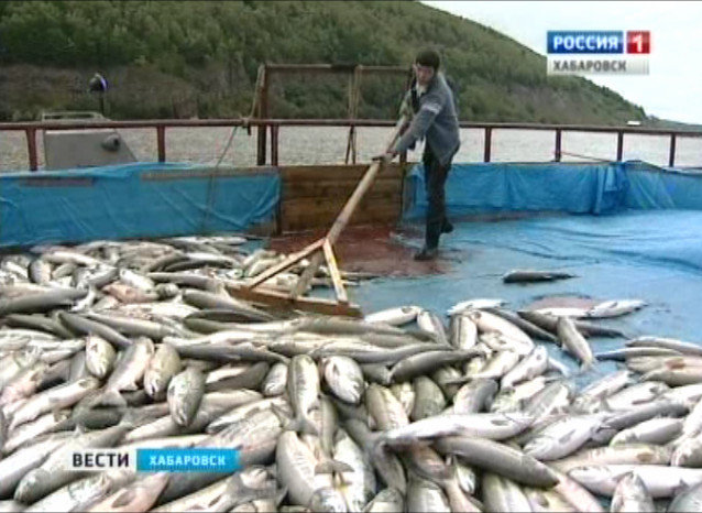 Завершение лососевой путины-2014