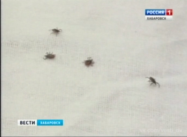 Пострадавшие от клещей