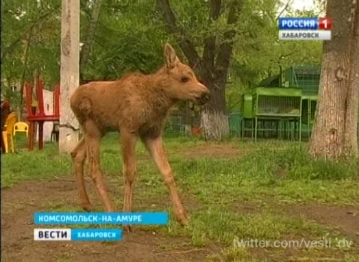 Лосенок в зооцентре «Питон»