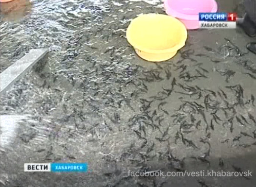 Вылов осетровых будет по-прежнему запрещен