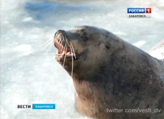 Сивучи в Амуре