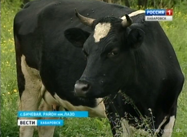 Коровы вне закона