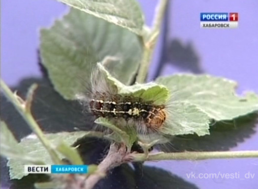 Подсчет популяции непарного шелкопряда