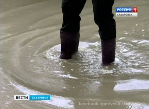 Дворовая Амазония