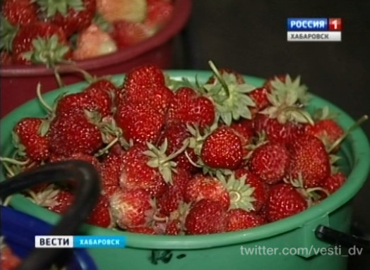 Начался сбор клубники