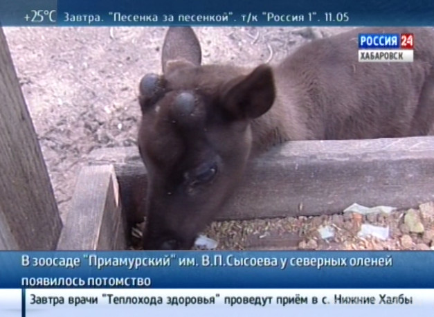У северных оленей появилось потомство