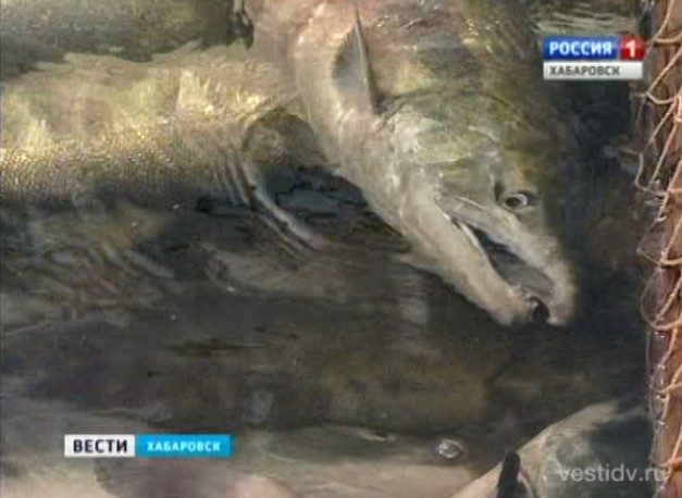 Начало лососёвой путины