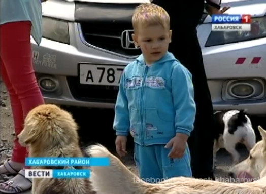 Гуманный метод борьбы с бродячими собаками