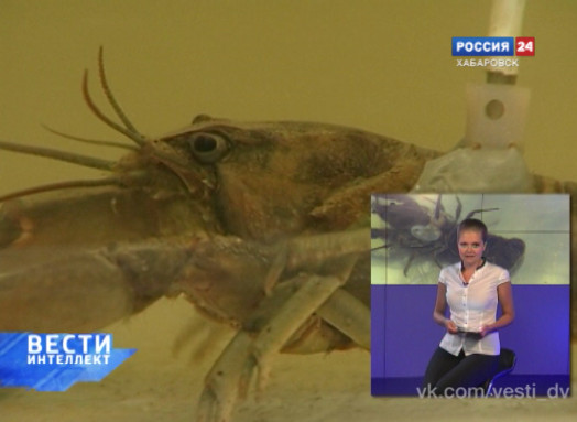 Вести: Интеллект. Вода
