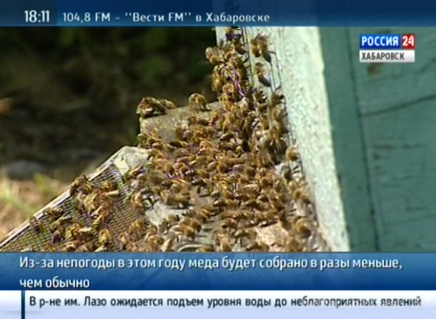 Начало сбора липового мёда