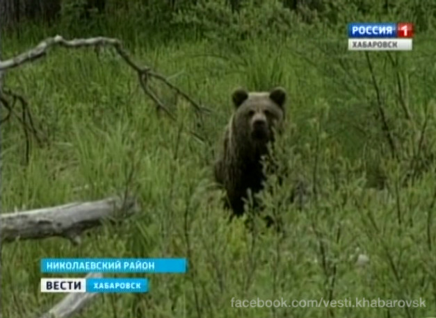 Жертвы медведей в Николаевском районе
