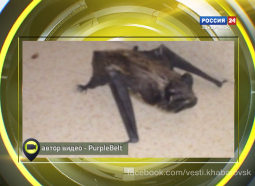Мобильный репортер