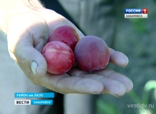 Хабаровский «мичурин»