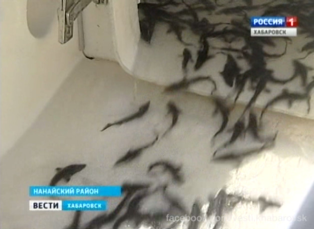 Мальков осетровых выпустили в Амур
