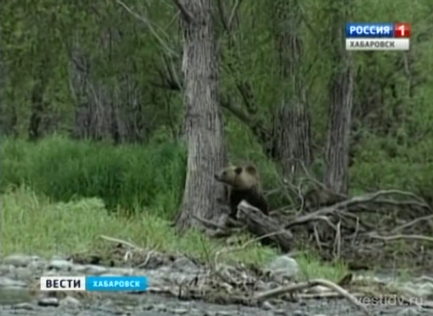Ночное появление медведей