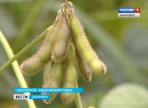 Новый сорт сои «Батя»