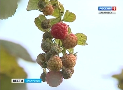 Урожай поздних сортов