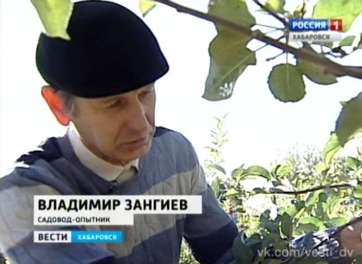 Японские яблоки