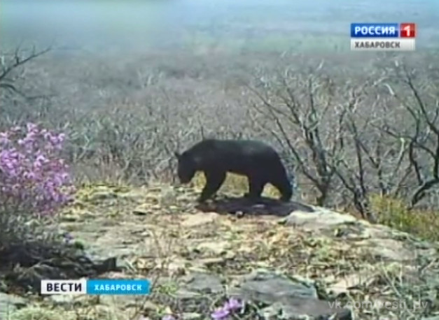 Охотоведы о нашествии медведей