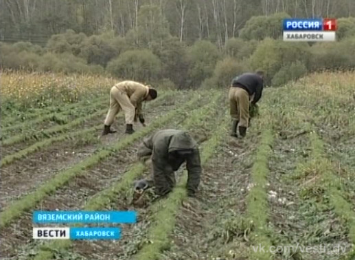 Шишек нет