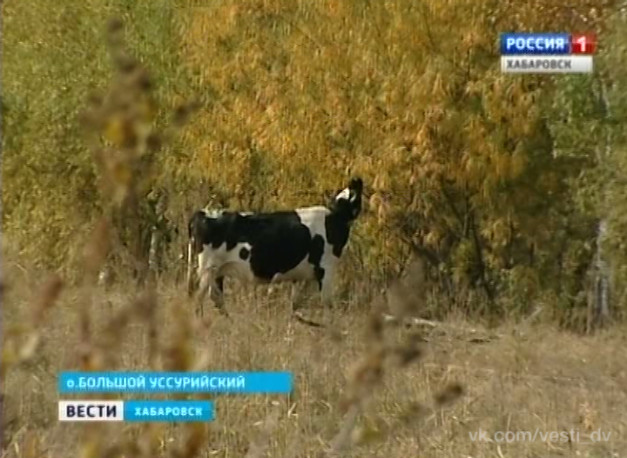В сельхозпредприятие «Заря» не убирают урожай