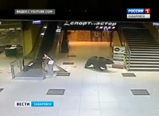 Медведь в городе