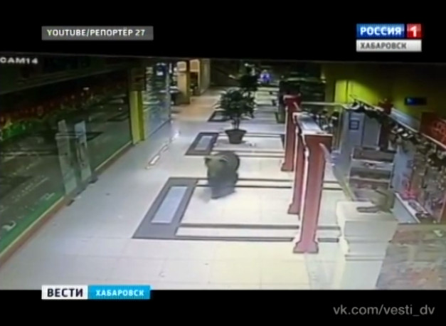 Медведь на улице Вахова