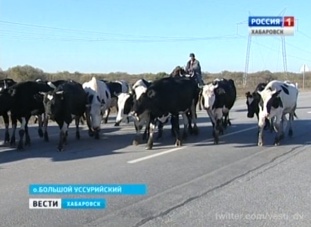 Перегон коров в зимние коровники