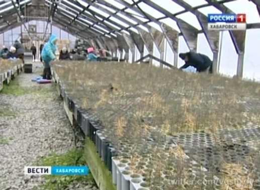 Сбор саженцев Амурской лиственницы