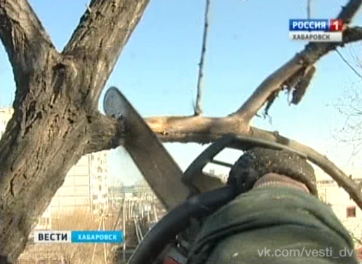 Сезон обрезки и вырубки деревьев
