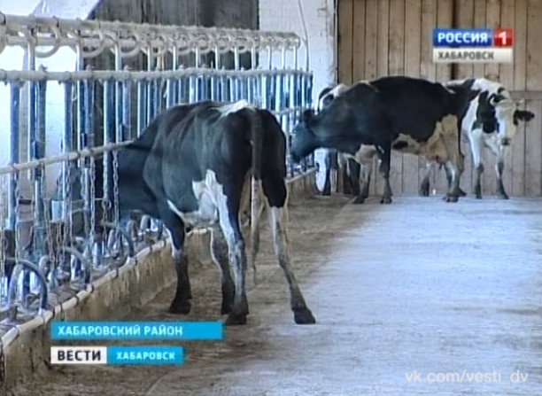 Сокращения в сельхозпредприятии «Заря»