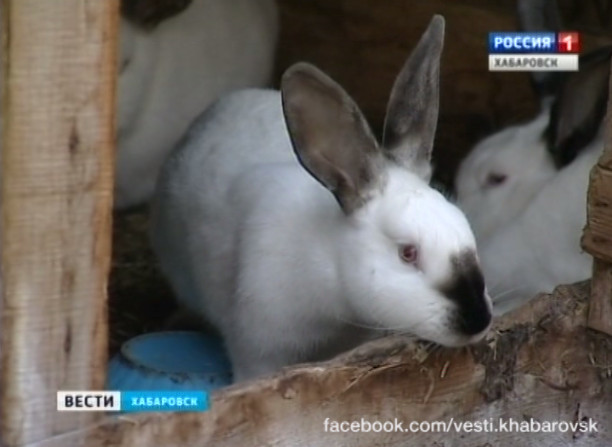 Элитные кролики