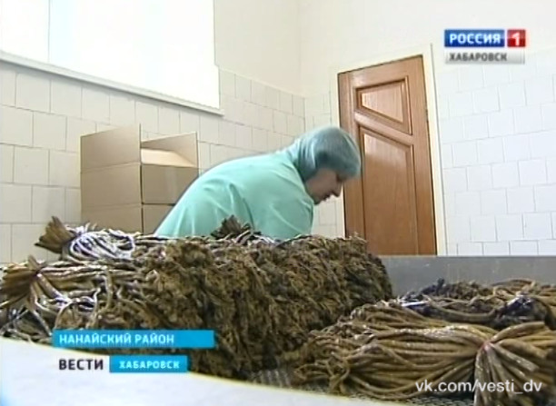Помощь в сборе дикоросов