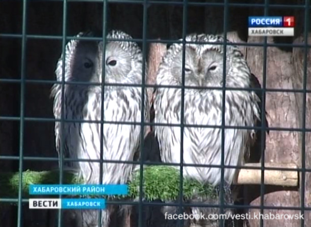 Зоосад «Приамурский» готовится к зиме