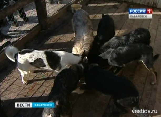 Депутатам показали приют для бездомных собак