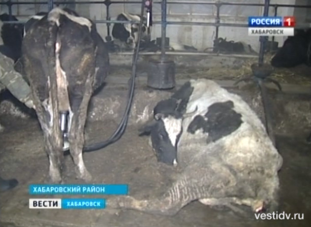 Увольнение арбитражной управляющей сельхозпредприятия «Заря»