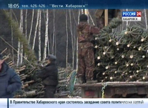 Заготовка елок в Нанайском районе
