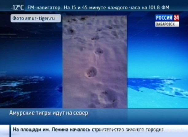 Тигры идут на север