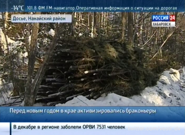Незаконная вырубка елок