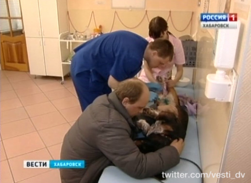 Травля собак