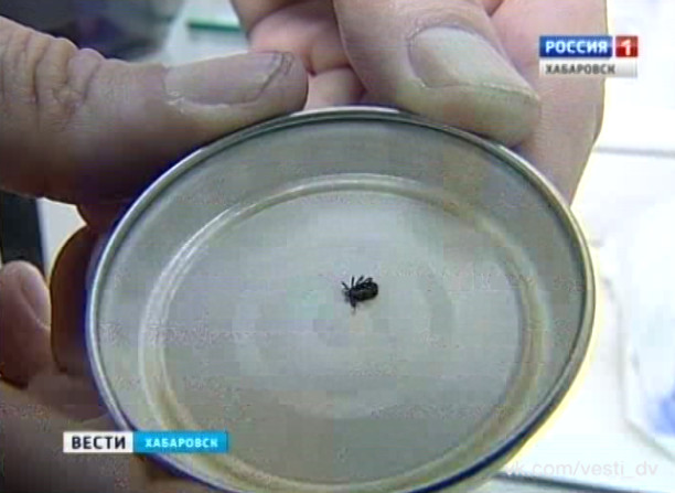 Началась вакцинация от клещевого энцефалита