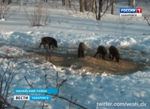 Подкормка кабанов
