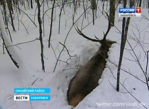 Рейд по поимке браконьеров