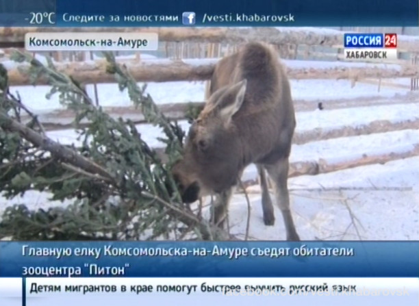 Главная елка Комсомольска для обитателей зооцентра «Питон»