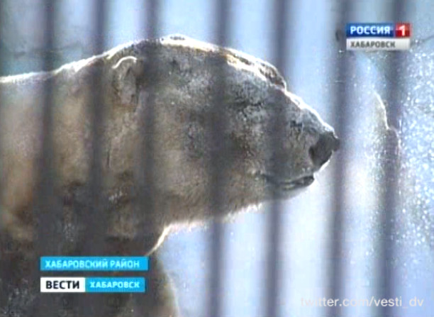 Белый медведь Ёши в зоосаде «Приамурский»