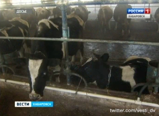 Прокурорская проверка ОАО «Заря»