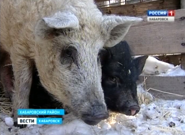 Редкие свиньи в Приамурском зоосаде