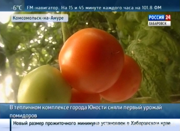 Первый урожай помидоров в теплицах Комсомольска-на-Амуре