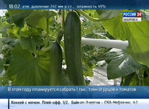 Губернатор В. Шпорт попробовал продукцию тепличного комплекса